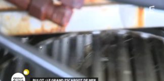 Découvrez le bulot, le grand escargot de mer Bulot-le-grand-escargot-de-mer