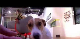 Comment réconforter son chien ? Comment-reconforter-son-chien-