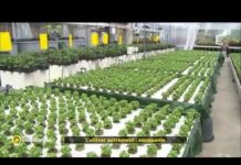 L’aquaponie pour cultiver autrement Cultiver-autrement-aquaponie