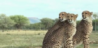 Passion guépard Faune-Passion-guepard