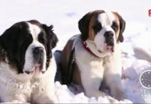 Le Saint-Bernard, héros des montagnes Faune-Saint-Bernard-heros-des-montagnes