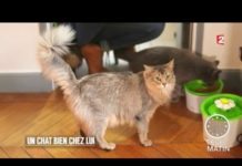 Un chat bien chez lui Faune-Un-chat-bien-chez-lui