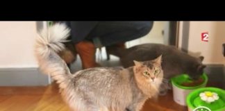 Un chat bien chez lui Faune-Un-chat-bien-chez-lui