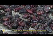Les secrets de fabrication du pruneau d’Agen Fruits-secs-les-secrets-de-fabrication-du-pruneau-dAgen