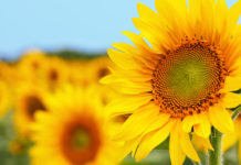 Le tournesol s’adapte à la désertification Ladaptation-du-tournesol-a-la-dessiccation