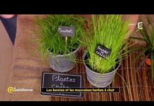 Les bonnes et les mauvaises herbes à chat Les-bonnes-et-les-mauvaises-herbes-a-chat