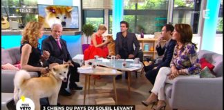 Les chiens japonais Les-chiens-japonais