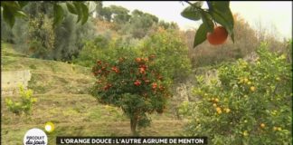 L’autre agrume de Menton : l’orange douce Lorange-douce-lautre-agrume-de-Menton