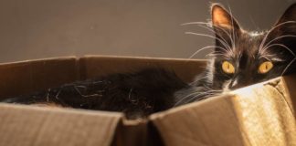 Pourquoi les chats raffolent-ils des boîtes ? Mais-pourquoi-les-chats-aiment-ils-autant-les-boites-