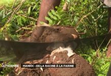 Manioc : de la racine à la farine Manioc-de-la-racine-a-la-farine