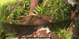 Manioc : de la racine à la farine Manioc-de-la-racine-a-la-farine