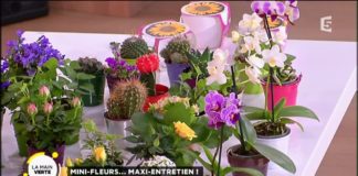 Un maxi-entretien pour les mini-fleurs… Mini-fleurs -maxi-entretien-