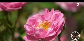 Le Maroc voit la vie en rose Partir-Le-Maroc-voit-la-vie-en-rose