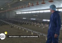 Pintadeaux : l’exception drômoise Pintadeaux-lexception-dromoise