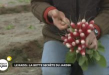 La botte secrète du jardin : le radis Radis-la-botte-secrete-du-jardin