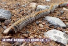 La chenille processionnaire Sciences-Chenille-processionnaire