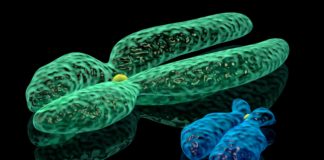 Chromosomes sexuels : quelles origines ? A-lorigine-des-chromosomes-sexuels