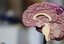 À quel âge notre cerveau est-il au top ? A-quel-age-a-t-on-le-plus-de-matiere-grise