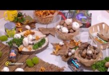 Comment repérer les meilleurs champignons ? Champignons-comment-reperer-les-meilleurs-