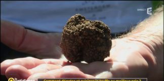 Truffe : comment la dégoter et cuisiner au meilleur prix ? Comment-degoter-et-cuisiner-la-truffe-au-meilleur-prix-La-Quotidienne