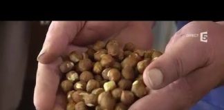 Farine de noisettes : comment est-elle faite ? Comment-est-faite-la-farine-de-noisettes-