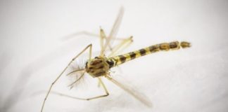 Comment faire fuir les moustiques ? Comment-faire-fuir-les-moustiques-