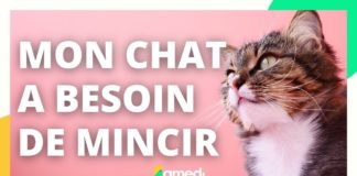 Comment faire mincir son chat ? Comment-faire-mincir-son-chat-Samedi-a-tout-prix