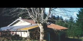 Comment sauver un arbre malade ? Comment-sauver-un-arbre-malade-