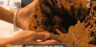Comment se protéger des termites ? Comment-se-proteger-des-termites-
