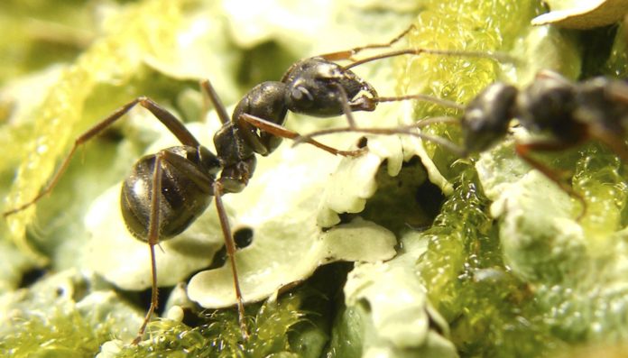 Des-fourmis-pour-detecter-les-cancers