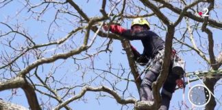 Savez-vous tailler vos arbres ? Jardin-Savez-vous-tailler-vos-arbres-