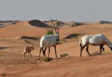 Jordanie, la nature du nord au sud Jordanie-La-nature-du-nord-au-sud