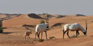 Jordanie, la nature du nord au sud Jordanie-La-nature-du-nord-au-sud