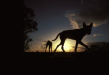 Le dingo, entre chien et loup Le-dingo-entre-chien-et-loup