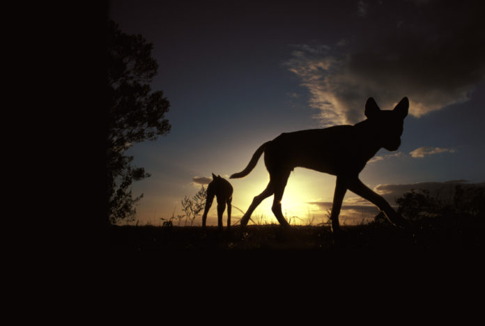 Le-dingo-entre-chien-et-loup