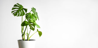 9 astuces naturelles pour chasser les moucherons des plantes vertes Moucherons-9-astuces-naturelles-pour-les-chasser-de-vos-plantes-vertes-