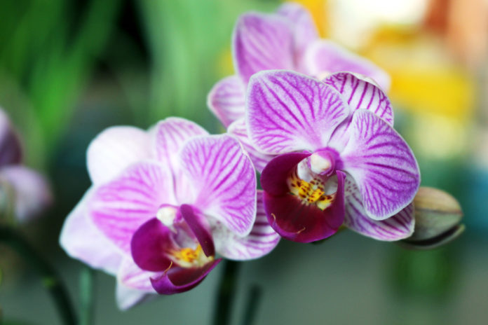 Orchidee-gelee-9-choses-a-faire-pour-sauver-cette-si-jolie-plante-