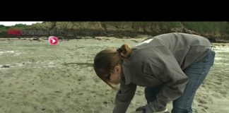 Les pièges à éviter pendant la pêche à pied Peche-a-pied-les-pieges-a-eviter-Le-