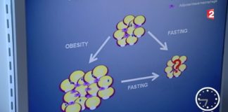 Les graisses brunes et blanches Sante-Les-graisses-brunes-et-blanches-20151229