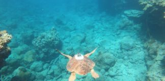Découvrez La Réunion, l’île intense côté océan Voyages-Vert-Vous-La-Reunion-lile-intense-cote-ocean