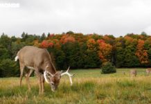 Québec, à la découverte de la région d’Abitibi-Témiscamingue Voyages-Vert-Vous-Quebec-decouverte-de-la-region-dAbitibi-Temiscamingue