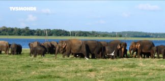 Sri Lanka : traditions, éléphants et ressource insolite Voyages-Vert-Vous-Sri-Lanka-traditions-elephants-et-ressource-insolite