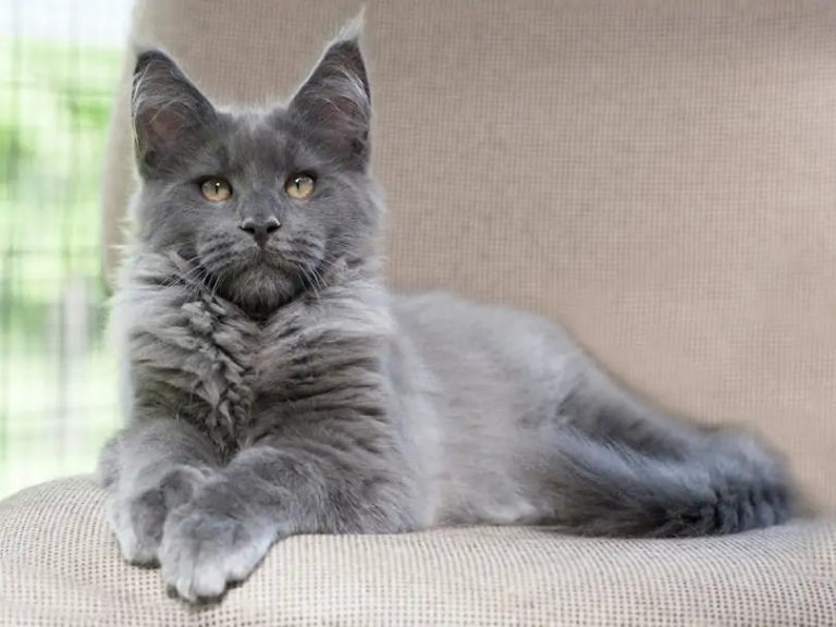 Maine Coon Blue Smoke Tout Savoir Sur Cette Race