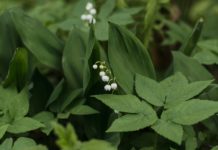 Pourquoi le muguet est le symbole du 1er mai ? Pourquoi le muguet est le symbole du 1er mai ?