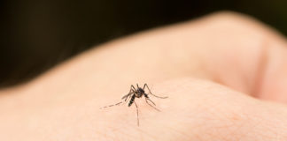 Moustiques : 6 choses que vous ne saviez peut-être pas 6-choses-que-vous-ne-saviez-peut-etre-pas-sur-les-moustiques