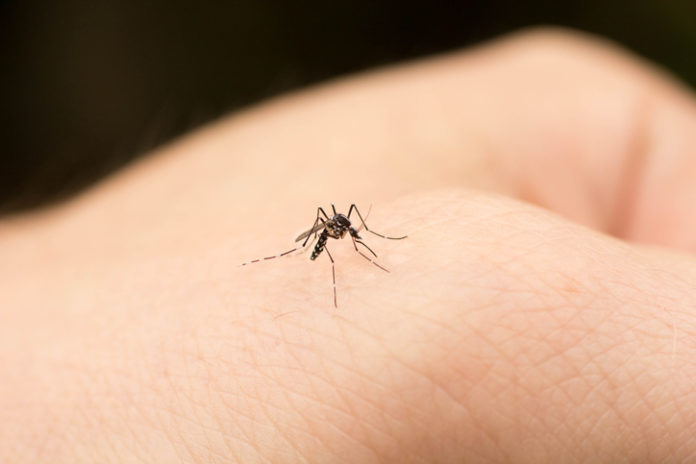 6-choses-que-vous-ne-saviez-peut-etre-pas-sur-les-moustiques