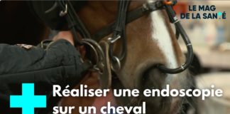 Des examens médicaux très poussés pour les chevaux de course Cheval-de-course-des-examens-medicaux-tres-pousses-L