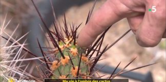 Comment bien entretenir ses cactus ? Comment-bien-entretenir-ses-cactus-