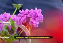 Comment bien entretenir ses géraniums ? Comment-bien-entretenir-ses-geraniums-
