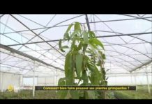 Comment bien faire pousser ses plantes grimpantes ? Comment-bien-faire-pousser-ses-plantes-grimpantes-